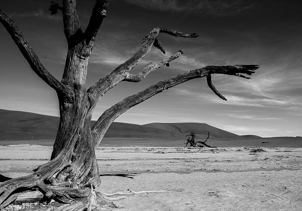 The Sossusvlei desert, Namibia. Nobody. Nature, Africa, Sands