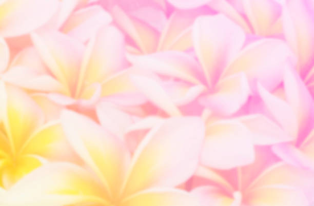 istock Plumeria flower blur and soft background 483592070