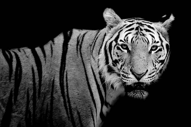 istock Tiger, portrait of a bengal tiger. 483592320