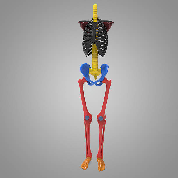 scheletro umano - vertebral body foto e immagini stock