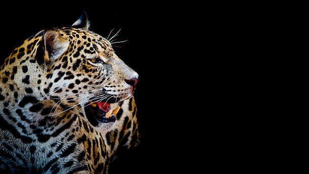 istock close up Jaguar Portrait 483595106