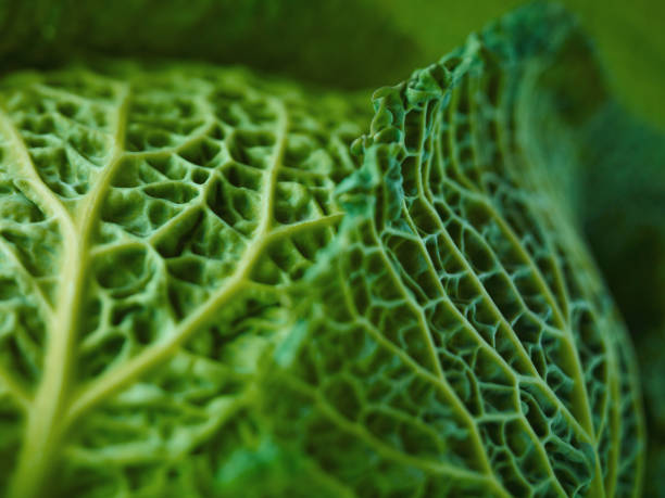 gros plan extrême de chou frisé de milan - brassicaceae photos et images de collection