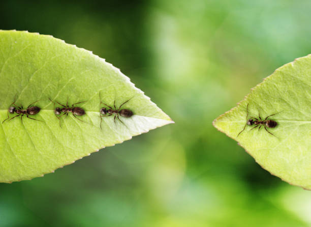 ant gestrandeten auf blatt - invertebrate stock-fotos und bilder