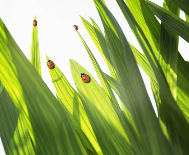 ladybugs auf blätter - 16025 stock-fotos und bilder