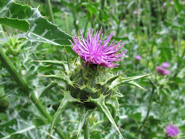 istock Flowering Mary thistle, Silybum marianum 483598792