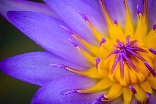 lotus - close to moving up closed single flower - fotografias e filmes do acervo