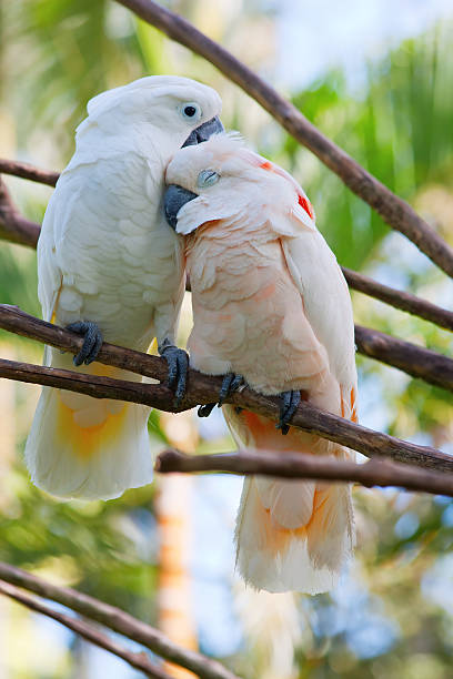 istock Pair of cockatoo parrots on the tree 483599156