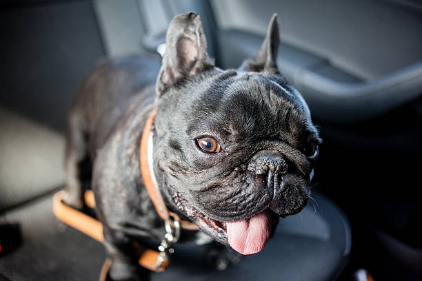 istock french bulldog in car 483599884