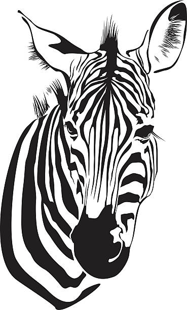 illustrazioni stock, clip art, cartoni animati e icone di tendenza di zebra - hide leather backgrounds isolated