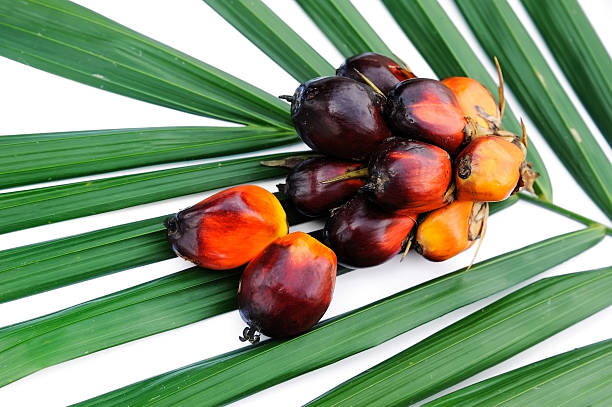 istock Fresh oil palm fruits 483604184