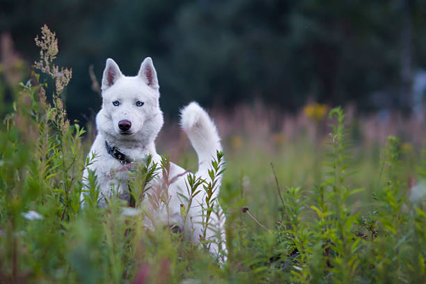 White husky on the meadow stock photo