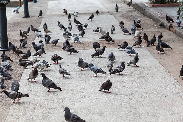 istock Pigeons walking on the ground 483606700