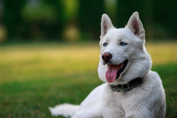 White husky portrait stock photo