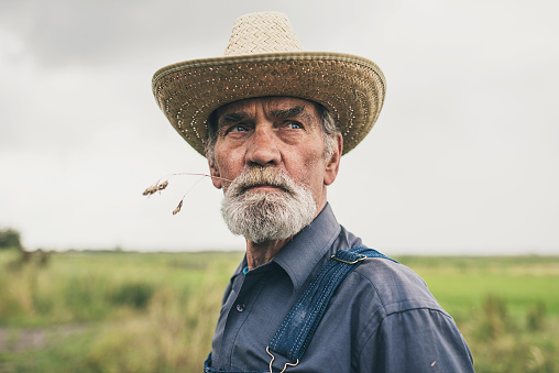 Thoughtful senior farmer chewing grass while staring into the distance, low angle head and shoulders view against a grey sky