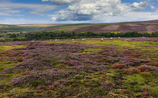 istock North York Moors in bloom, Goathland, Yorkshire, UK. 483607412
