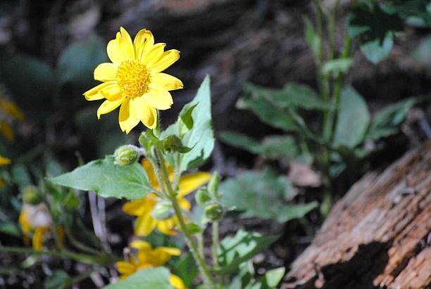 istock Yellow Flowing Shining in the Woods 483608208