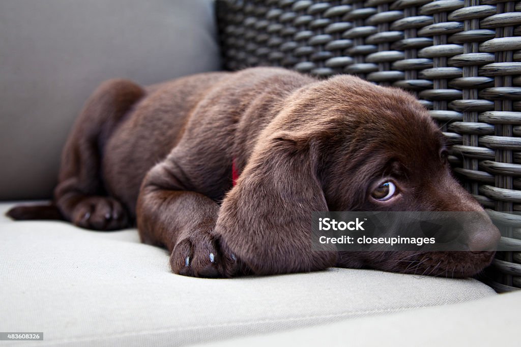 Young labrador retriever puppy sleeping Young labrador retriever puppy 2015 Stock Photo