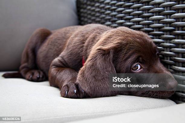 Young Labrador Retriever Puppy Sleeping Stock Photo - Download Image Now - 2015, Animal, Animal Body Part