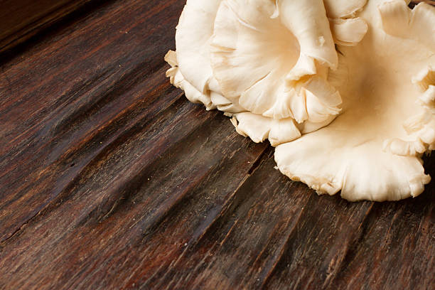 istock meadow mushroom mushrooms on wooden background 483608502