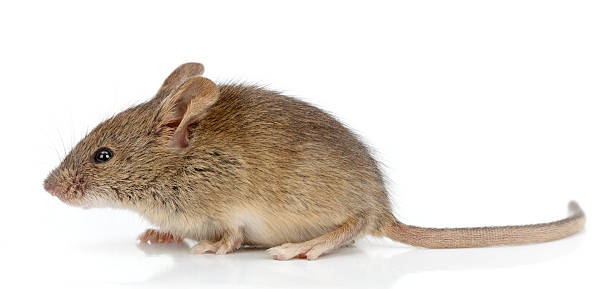 Side view of house mouse (Mus musculus) stock photo