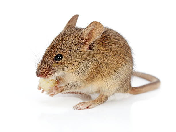 House mouse eating cheese (Mus musculus) stock photo