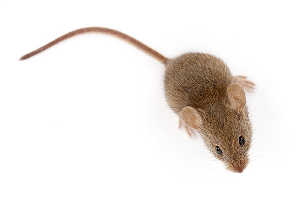 House mouse looking up (Mus musculus) stock photo