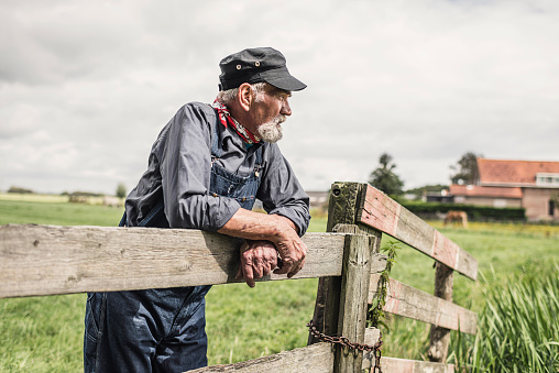 Elderly grey-haired bearded farmer leaning on a paddock fence watching his animals with farm buildings in the distance