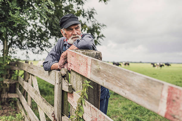 istock Elderly farm worker tending his cattle 483611886