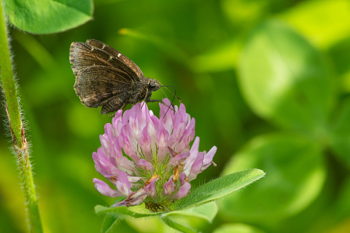 Northern Cloudywing butterfly feeding on nectar from a clover flower.