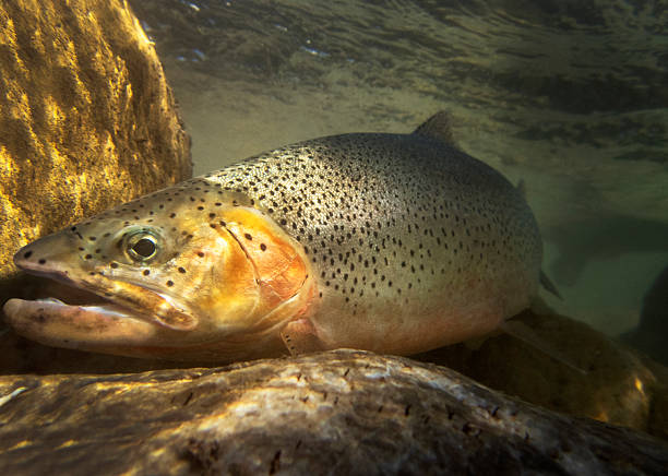 purpurforellen unterwasser - cutthroat trout stock-fotos und bilder