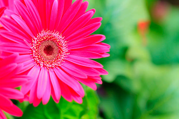 istock Vibrant Pink Gerbera Plants Growing In A Greenhouse or Store 483614745