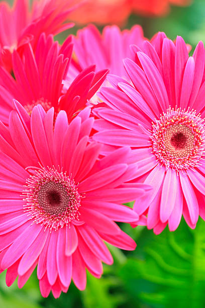 istock Vibrant Pink Gerbera Plants Growing In A Greenhouse or Store 483614759