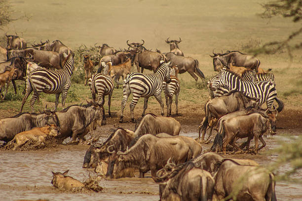 istock Gnus and Zebras at a watering place 483615278