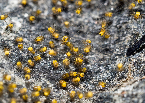 istock Closeup of spider nest with hatch 483616215