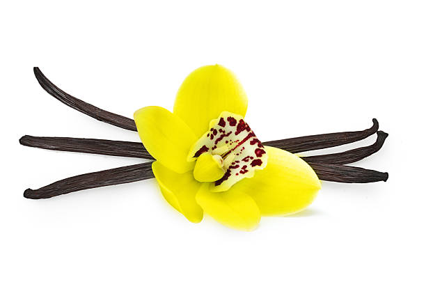 istock Vanilla pods and flower isolated 483617053