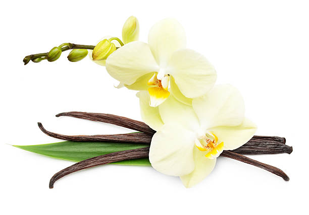 istock Vanilla pods and flower isolated 483617211