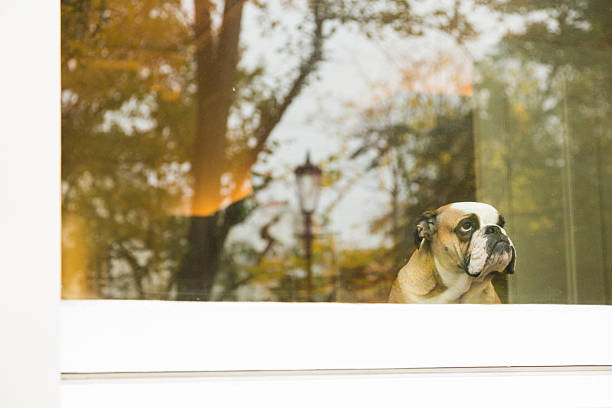 chien dans la fenêtre - dog street loneliness solitude photos et images de collection
