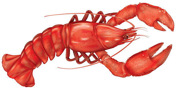 바닷가재 - lobster seafood prepared shellfish crustacean stock illustrations
