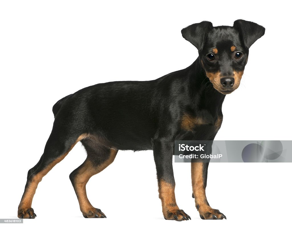 Miniature Pinscher puppy, 5 months old, standing Miniature Pinscher puppy, 5 months old, standing in front of white background White Background Stock Photo