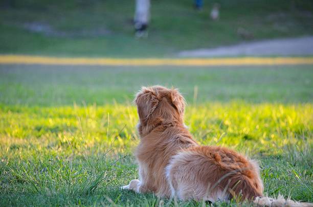 Dog in the park stock photo