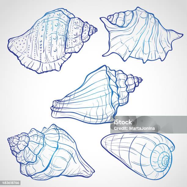 Hand Drawn Seashells Stock Illustration - Download Image Now - 2015, Abstract, Animal Body Part