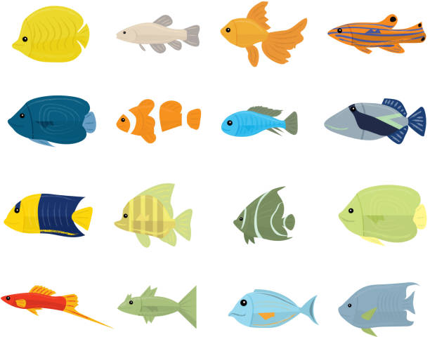 illustrations, cliparts, dessins animés et icônes de ensemble de poissons tropicaux sur fond blanc - guppy poisson