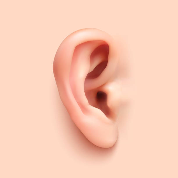 背景にリアルな耳 - 人間の耳点のイラスト素材／クリップアート素材／マンガ素材／アイコン素材