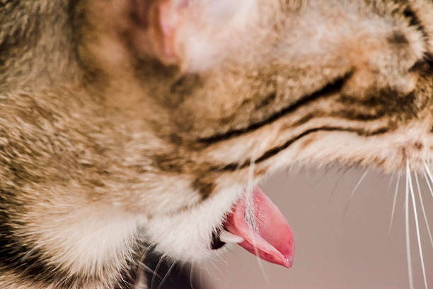 istock Close Up of Yawning Cat 483619294