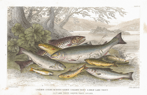 Trout and Salmon coloured antique lithographic print from plate 65, volume 2: A History Of The Earth And Animated Nature by Oliver Goldsmith, 1852.  