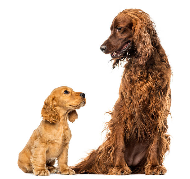 English Cocker spaniel puppy looking up at an Irish setter