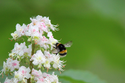 Weisweil, Germany - April 26, 2015: Bumblebee on chestnut blossom, close-up of a bumblebee in spring