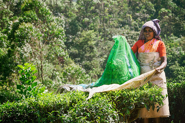 selector na plantação de chá em munnar, índia - tea crop picking indian culture tea leaves imagens e fotografias de stock