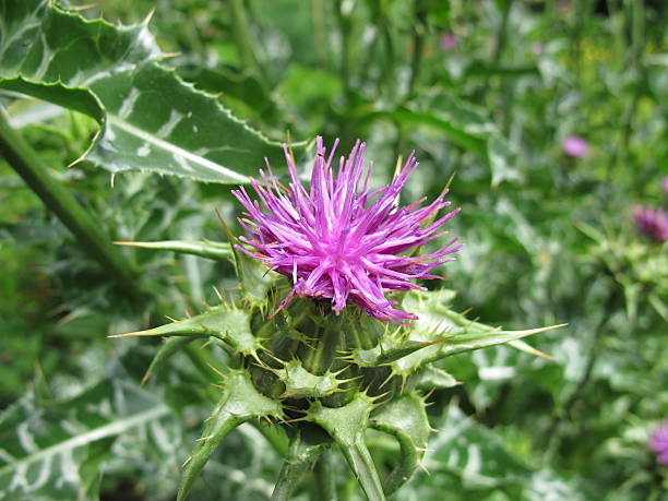 istock Flowering Mary thistle, Silybum marianum 483625740