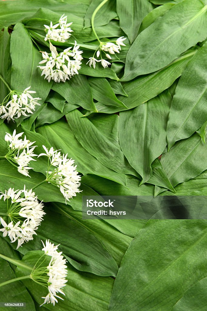 ramsnon leaves (Allium ursinum) Bundle of leaves of wild garlic (Allium ursinum). fullframe with copyspace and flower beads. Allium Flower Stock Photo